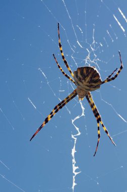 Argiope lobata örümcek ve web dorsal görünümünde