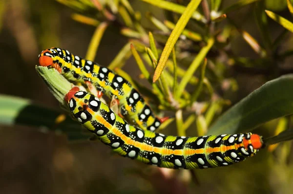 Spurge hawk-moth caterpillars dorsal view - Hyles euphorbiae — Stock Photo, Image