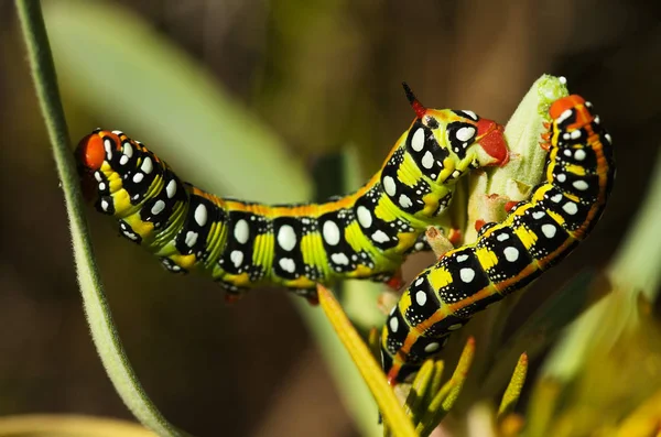 Spurge hawk-moth gaterpillars lateral view - Hyles euphorbiae Стоковое Фото