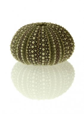 Deniz kestanesi kabuğu ve beyaz bitti izole yansıma