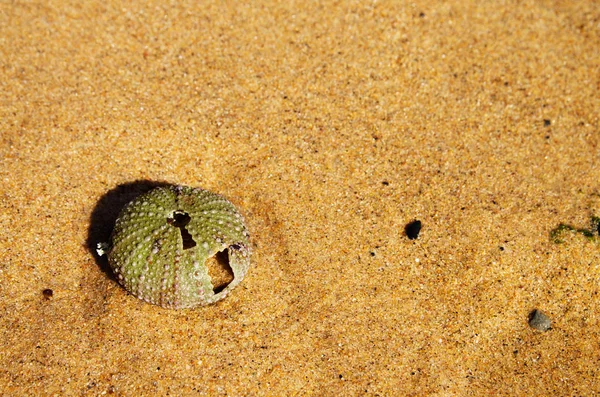 Kum plajı üzerinde deniz kestanesi kabuğu — Stok fotoğraf