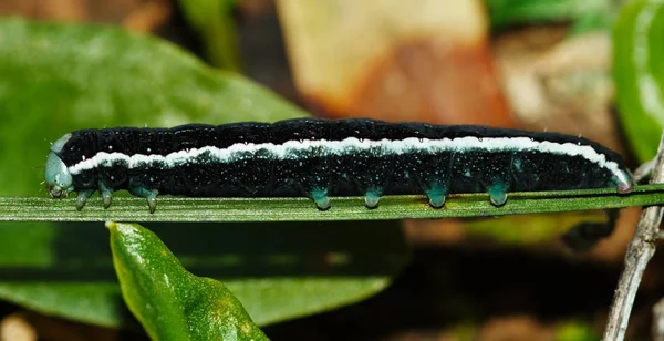 Black caterpillar lateral view - Aporophyla canescens — Stock Photo, Image