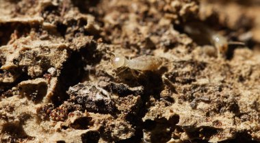 Termitler yok edilmiş ahşap üzerinde gidiş