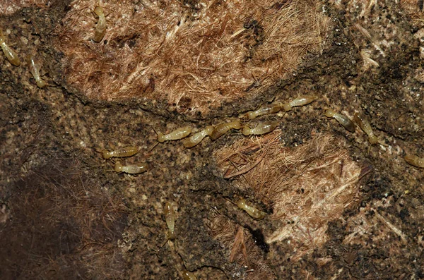 Termitenarbeiter tunneln auf einem alten Teppich Stockbild