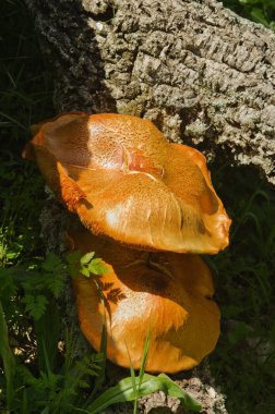 İki büyük altın mantar - Gymnopilus suberis