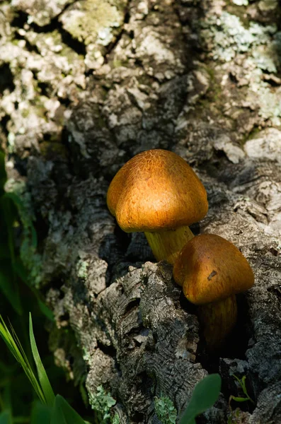 Due giovani funghi dorati - Gymnopilus suberis — Foto Stock