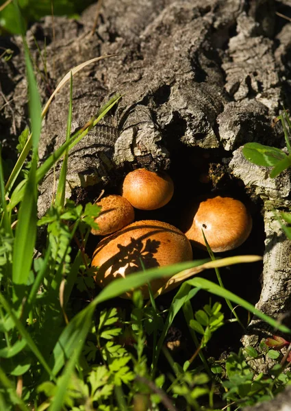 Setas que crecen desde el interior de un tronco de alcornoque muerto - Gymnopilus suberis —  Fotos de Stock