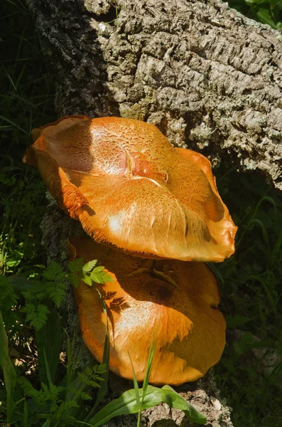 Due enormi funghi dorati - Gymnopilus suberis — Foto Stock