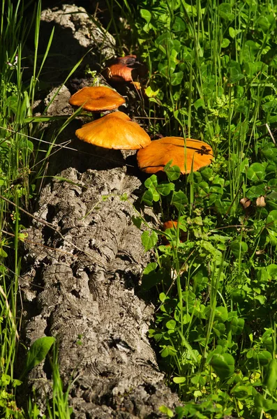 Tronco di sughero caduto con funghi - Gymnopilus suberis — Foto Stock