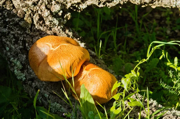 Due funghi d'oro - Gymnopilus suberis — Foto Stock