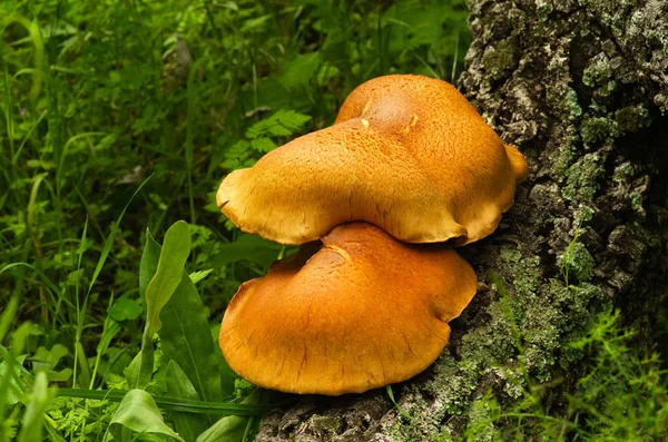 Funghi dorati contro le erbacce verdi - Gymnopilus suberis — Foto Stock