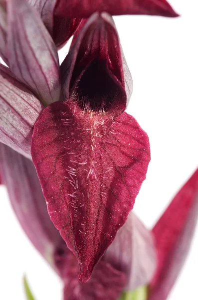 Primeros planos de la flor de la orquídea de Serapias con flores de corazón - Serapias cordigera - sobre blanco — Foto de Stock