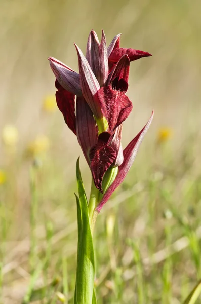 Serapias silvestres orquídeas con flores de corazón - Serapias cordigera — Foto de Stock