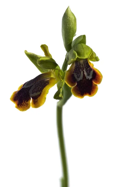 Two flowers of wild Sombre bee orchid - Ophrys fusca - over white — Stock Photo, Image