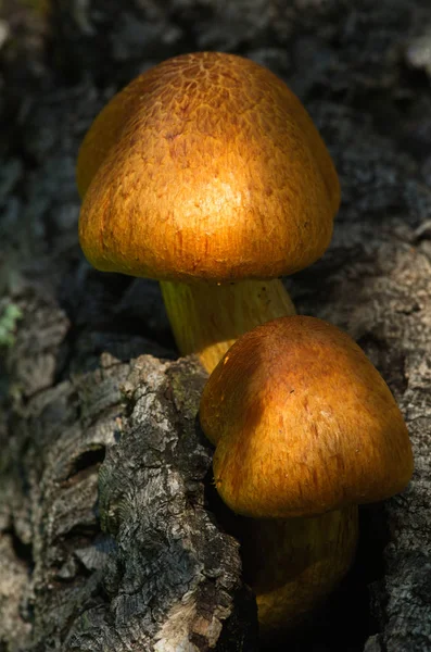 Due giovani funghi dorati da vicino - Gymnopilus suberis — Foto Stock