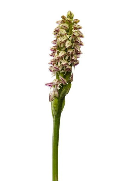 Inflorescencia densa de orquídea con flores sobre blanco - Neotinea maculata — Foto de Stock