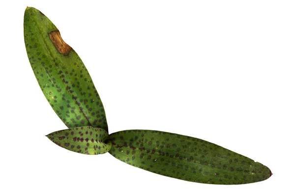 Tät blomstrande orchid leafs - Neotinea maculata - över vita — Stockfoto