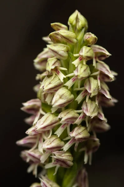 Detailní záběr z hutná kvetoucí orchidej inflorescense - Neotinea maculata — Stock fotografie