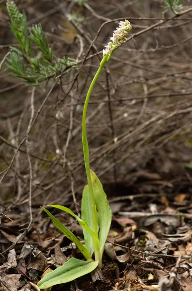 Orchidée à fleurs denses - Neotinea maculata — Photo