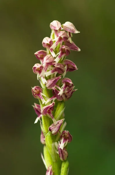 Bir Dense kırmızı ve koyu çiçek çiçekli orkide - Neotinea maculata — Stok fotoğraf