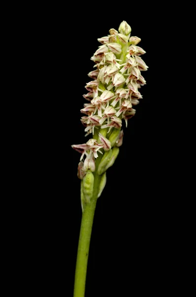 Dense flowered orchid inflorescense over black - Neotinea maculata — Stock Photo, Image