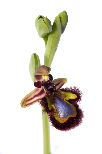 Mirrorbee orchid flower isolated over white - Ophrys speculum — Stock Photo, Image