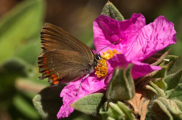 Falešné ilex vlasy motýl set na růžové květy - Satyrium esculi — Stock fotografie