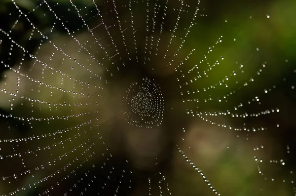 Detail Eines Kugelförmigen Spinnennetzes Mit Wassertropfen Aus Morgentau Die Vom — Stockfoto