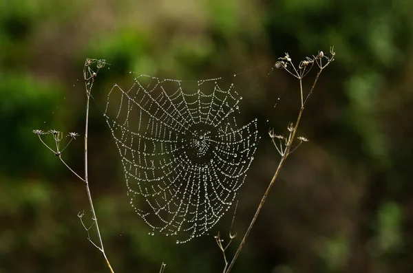 Orbikuläres Spinnennetz Mit Morgentau Tröpfchen Zwischen Zwei Trockenen Unkrautstielen Wassertröpfchen — Stockfoto