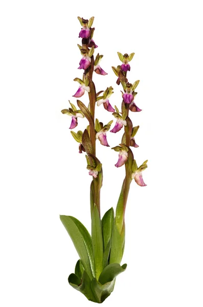 Deux Plantes Pleines Orchidée Sauvage Anacamptis Collina Petites Fleurs Isolé — Photo