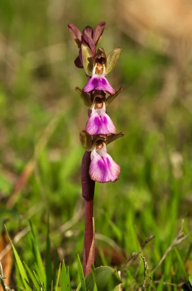 Tre Blommor Blomstã Llning Perfekt Kolumn Vilda Orkidã Anacamptis Collina — Stockfoto