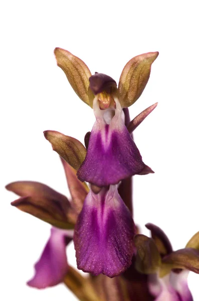 Dettaglio Fiori Orchidea Selvatica Anacamptis Collina Forma Angeli Isolato Uno — Foto Stock
