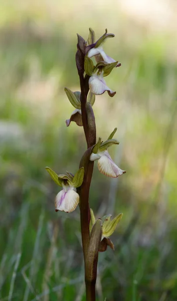 Lichte Bloemen Van Een Losse Bloeiwijze Van Wilde Orchidee Anacamptis — Stockfoto