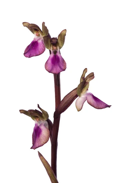 Inflrescence Čtyřmi Květy Divoké Orchideje Anacamptis Collina Izolované Bílém Pozadí — Stock fotografie