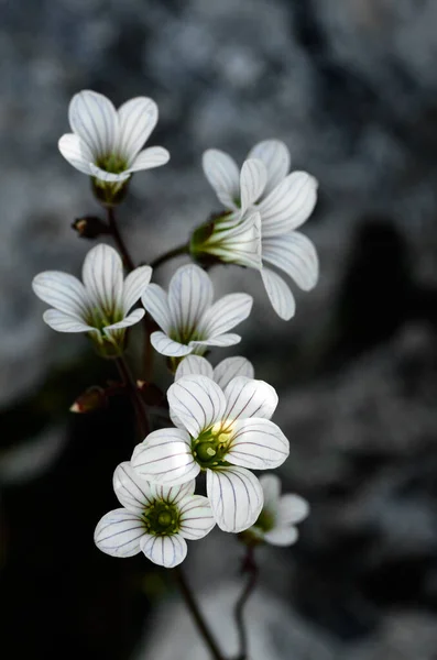 Cinco Pétalas Flores Brancas Raiadas Planta Saxifragem Meadow Saxifrana Granulata — Fotografia de Stock