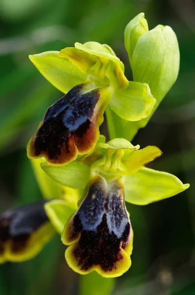 Acércate Dos Flores Una Forma Inusualmente Colorida Orquídea Las Abejas —  Fotos de Stock