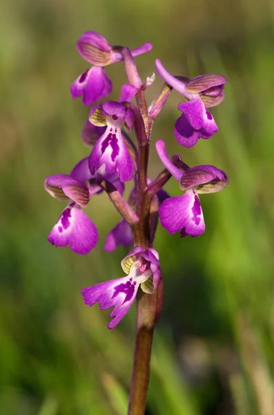 Infiorescenza Orchidea Selvatica Alata Verde Anacamptis Morio Subsp Picta Isolato — Foto Stock
