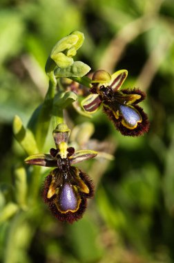 İki yabani Mirror Bee Orchid (Ophrys speculum) çiçeği odak dışı koyu yeşil bir arka plan üzerinde. Arrabida Doğal Parkı, Portekiz.