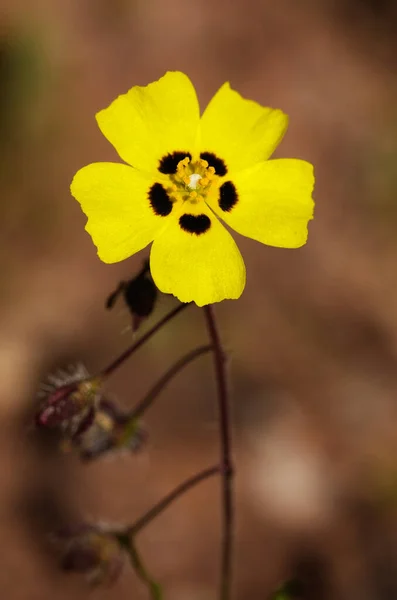 Άγρια Spotted Rock Rose Λουλούδι Tuberaria Guttata Επίσης Γνωστή Ετήσια — Φωτογραφία Αρχείου