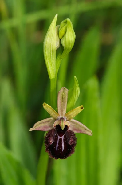 野生の早生スパイダーオーキッド Oflys Sphegodes Sub種Atrata Aka Oflys Incubacear の単花と蕾は緑色の背景の外にあります ポルトガルのアラビダ山脈 — ストック写真