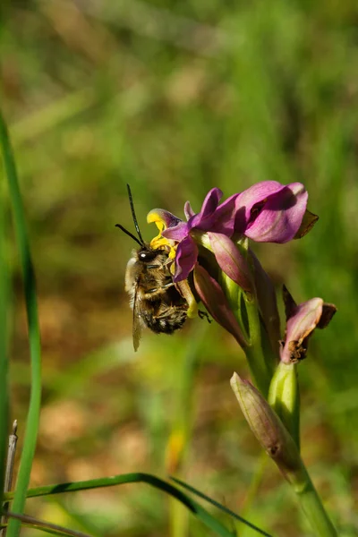 Pszczoła Eucera Nigrilabris Zapylająca Dziką Orchideę Wookcocka Ophrys Tenthredinifera Widzianą — Zdjęcie stockowe
