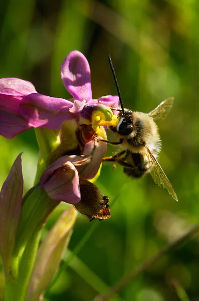 Ape Selvatica Maschio Eucera Nigrilabris Appeso Impollinare Orchidea Selvatica Wookcock — Foto Stock