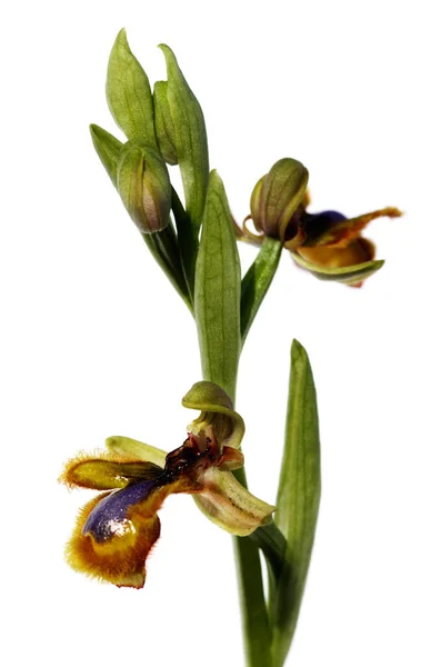 Wild Mirror Bee Orkidé Ophrys Speculum Olika Ljusgula Hår Två — Stockfoto