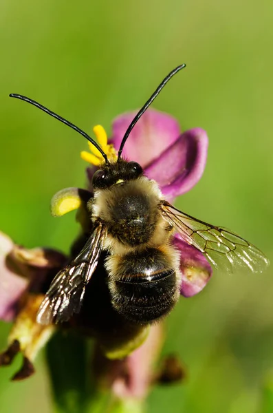 Overview Male Wild Bee Eucera Nigrilabris Pollinating Wild Wookcock Orchid — Stock Photo, Image