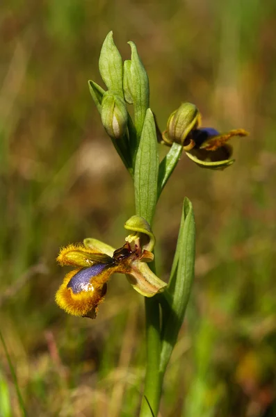 Wild Mirror Bee Orchidee Ophrys Speculum Verscheidenheid Van Lichtgele Haren — Stockfoto
