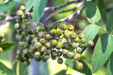 yaprakların bir zemin üzerine yeşil çilek