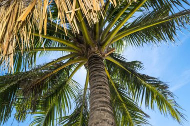 ağaç üzerinden bir çim çatı görünüm aşağıdan Güneş parıldıyor ile palmiye