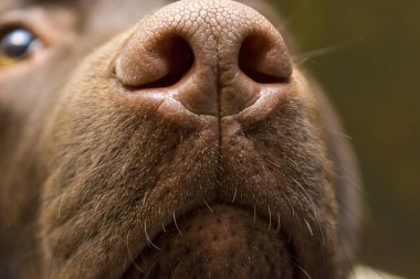 Labrador, kahverengi bir burun yakın çekim 