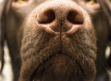 Labrador, kahverengi bir burun yakın çekim 