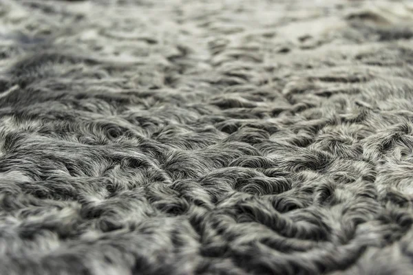 The fur is silver karakul lambskin texture, background — Stock Photo, Image